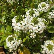 ヒメ日記 2025/06/25 07:45 投稿 はな PLAYBOY（一番町）