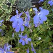 ヒメ日記 2025/07/02 09:55 投稿 はな PLAYBOY（一番町）