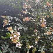 ヒメ日記 2025/07/04 09:25 投稿 はな PLAYBOY（一番町）