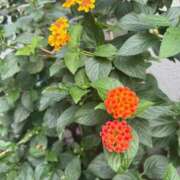 ヒメ日記 2025/07/05 06:45 投稿 はな PLAYBOY（一番町）