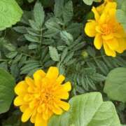 ヒメ日記 2025/07/08 09:55 投稿 はな PLAYBOY（一番町）