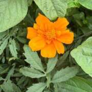 ヒメ日記 2025/07/09 08:35 投稿 はな PLAYBOY（一番町）