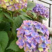 ヒメ日記 2025/07/11 09:15 投稿 はな PLAYBOY（一番町）