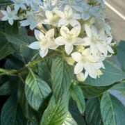 ヒメ日記 2025/07/12 08:05 投稿 はな PLAYBOY（一番町）