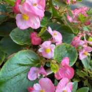 ヒメ日記 2025/07/13 07:05 投稿 はな PLAYBOY（一番町）