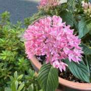 ヒメ日記 2025/07/15 11:37 投稿 はな PLAYBOY（一番町）