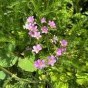 ヒメ日記 2025/07/24 08:15 投稿 はな PLAYBOY（一番町）