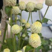 ヒメ日記 2025/07/26 06:56 投稿 はな PLAYBOY（一番町）