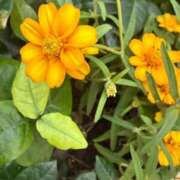 ヒメ日記 2025/07/27 11:59 投稿 はな PLAYBOY（一番町）