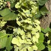 ヒメ日記 2025/07/31 06:25 投稿 はな PLAYBOY（一番町）