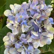 ヒメ日記 2025/08/01 07:55 投稿 はな PLAYBOY（一番町）