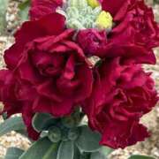 ヒメ日記 2025/08/02 09:25 投稿 はな PLAYBOY（一番町）