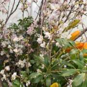 ヒメ日記 2025/08/08 09:05 投稿 はな PLAYBOY（一番町）