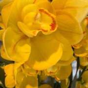 ヒメ日記 2025/08/10 07:45 投稿 はな PLAYBOY（一番町）