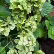 ヒメ日記 2025/08/11 08:05 投稿 はな PLAYBOY（一番町）