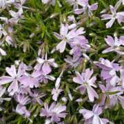 ヒメ日記 2025/08/12 08:05 投稿 はな PLAYBOY（一番町）