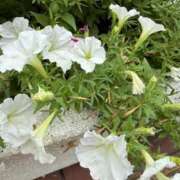 ヒメ日記 2025/08/15 07:05 投稿 はな PLAYBOY（一番町）