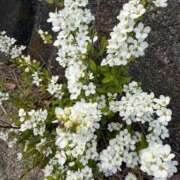 ヒメ日記 2025/08/17 07:10 投稿 はな PLAYBOY（一番町）