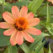 ヒメ日記 2025/08/22 08:29 投稿 はな PLAYBOY（一番町）