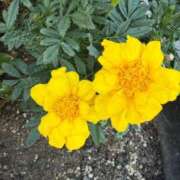 ヒメ日記 2025/08/23 07:52 投稿 はな PLAYBOY（一番町）