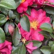 ヒメ日記 2025/08/29 09:35 投稿 はな PLAYBOY（一番町）