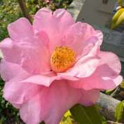 ヒメ日記 2025/08/31 09:25 投稿 はな PLAYBOY（一番町）