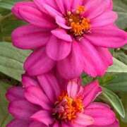 ヒメ日記 2025/09/01 10:30 投稿 はな PLAYBOY（一番町）