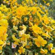 ヒメ日記 2025/09/02 08:42 投稿 はな PLAYBOY（一番町）