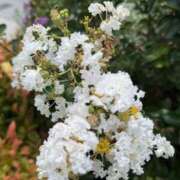 ヒメ日記 2025/09/04 09:45 投稿 はな PLAYBOY（一番町）