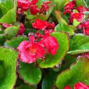 ヒメ日記 2025/09/05 11:25 投稿 はな PLAYBOY（一番町）