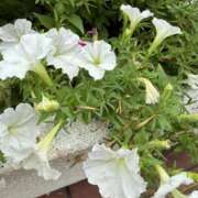 ヒメ日記 2025/09/09 08:35 投稿 はな PLAYBOY（一番町）