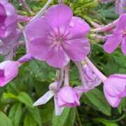 ヒメ日記 2025/09/10 09:05 投稿 はな PLAYBOY（一番町）