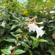 ヒメ日記 2025/09/13 09:25 投稿 はな PLAYBOY（一番町）