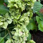 ヒメ日記 2025/09/15 08:25 投稿 はな PLAYBOY（一番町）