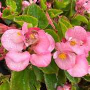 ヒメ日記 2025/09/16 13:35 投稿 はな PLAYBOY（一番町）