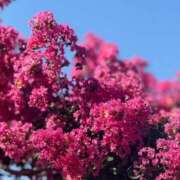 ヒメ日記 2025/09/17 09:45 投稿 はな PLAYBOY（一番町）