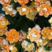 ヒメ日記 2025/09/20 12:27 投稿 はな PLAYBOY（一番町）