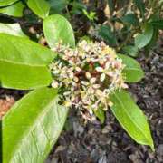 ヒメ日記 2025/09/22 09:25 投稿 はな PLAYBOY（一番町）