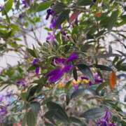 ヒメ日記 2025/09/23 08:55 投稿 はな PLAYBOY（一番町）