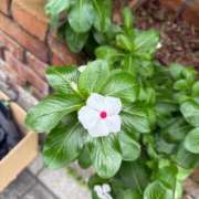 ヒメ日記 2025/09/24 11:35 投稿 はな PLAYBOY（一番町）