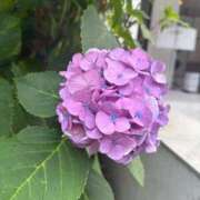 ヒメ日記 2025/09/26 14:35 投稿 はな PLAYBOY（一番町）