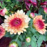 ヒメ日記 2025/09/29 13:15 投稿 はな PLAYBOY（一番町）