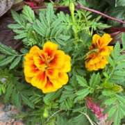 ヒメ日記 2025/10/01 07:37 投稿 はな PLAYBOY（一番町）