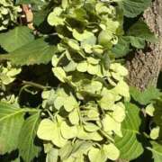 ヒメ日記 2025/10/02 13:25 投稿 はな PLAYBOY（一番町）