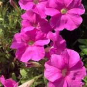 ヒメ日記 2025/10/07 09:50 投稿 はな PLAYBOY（一番町）