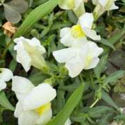 ヒメ日記 2025/10/10 08:55 投稿 はな PLAYBOY（一番町）