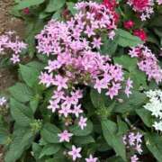 ヒメ日記 2025/10/11 12:45 投稿 はな PLAYBOY（一番町）