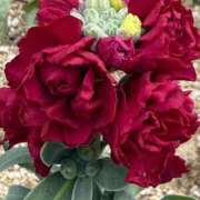 ヒメ日記 2025/10/14 10:05 投稿 はな PLAYBOY（一番町）