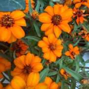 ヒメ日記 2025/10/18 10:21 投稿 はな PLAYBOY（一番町）