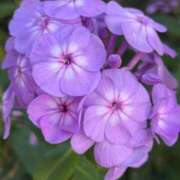 ヒメ日記 2025/10/21 10:25 投稿 はな PLAYBOY（一番町）